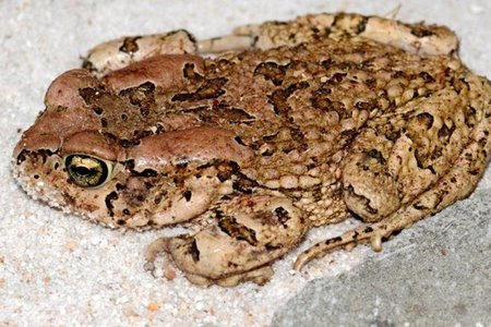 Klublid Jane Bailey se perfekte padda